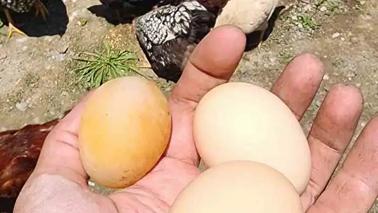 Bu yumurtayı gören gözlerine inanamadı