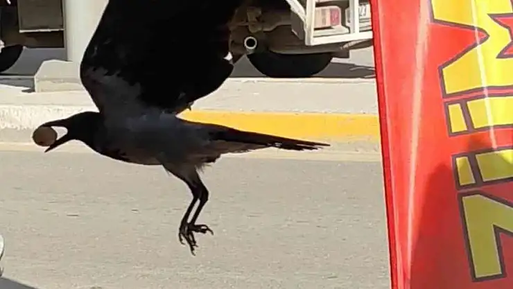 Ceviz çalan karga kameralara yakalandı