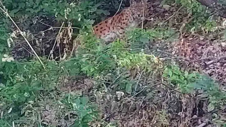 Çok iyi kamufle olmuştu ancak doğaseverin objektifinden kaçamadı