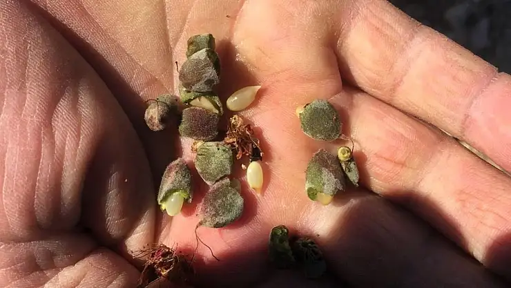 Darende ilçesinde de kayısı da zarar büyük