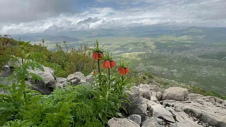 Diyarbakır'da 'ters lale' fotoğraflandı