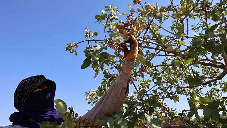 Diyarbakır'da 'Yeşil altın'ın hasadına başlandı