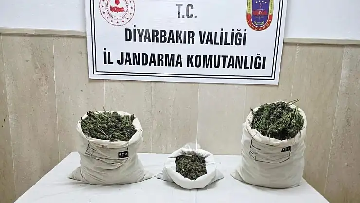 Diyarbakır'da 22 bin kök kenevir bitkisi ile 12 kilo esrar ele geçirildi