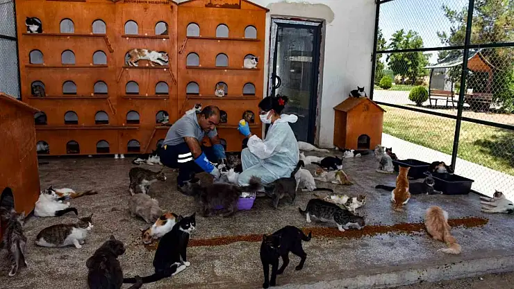 Diyarbakır'da 6 ayda 10 bin hayvan ihbarına müdahale