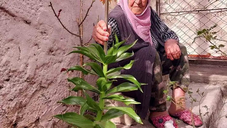 Diyarbakır'da 90 yaşındaki kadın, hayatını kaydeden eşinin verdiği 'ters lalelere' gözü gibi bakıyor