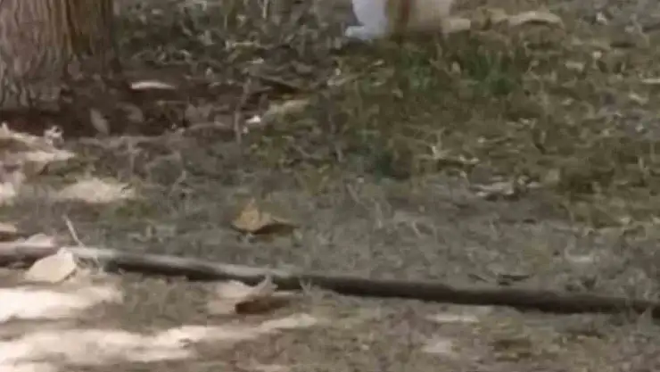 Diyarbakır'da ezber bozan görüntü: Fare yavru kediye saldırdı