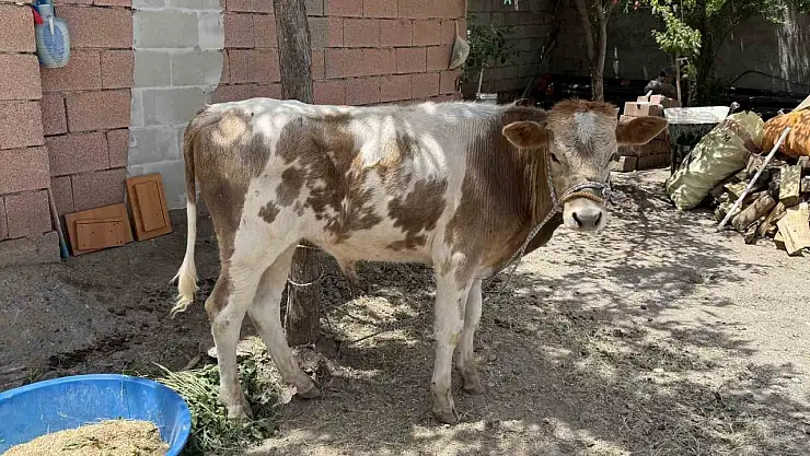 Diyarbakır'da firari buzağı 9 ay sonra sahibine teslim edildi