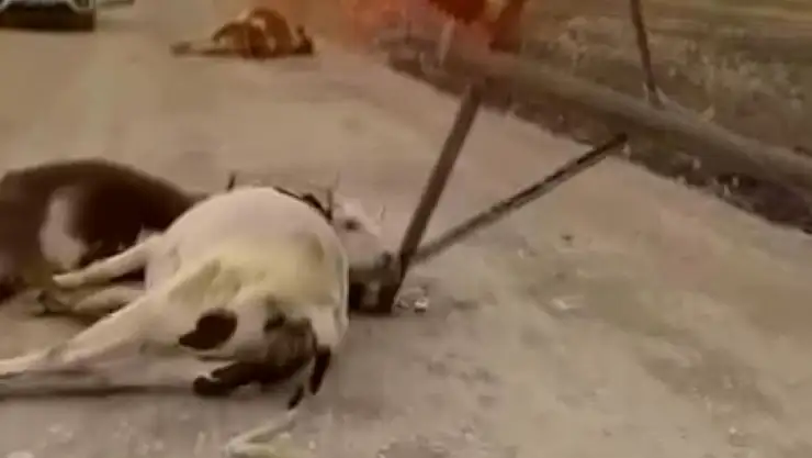 Diyarbakır'da fırtına elektrik direğini devirdi, 6 inek telef oldu