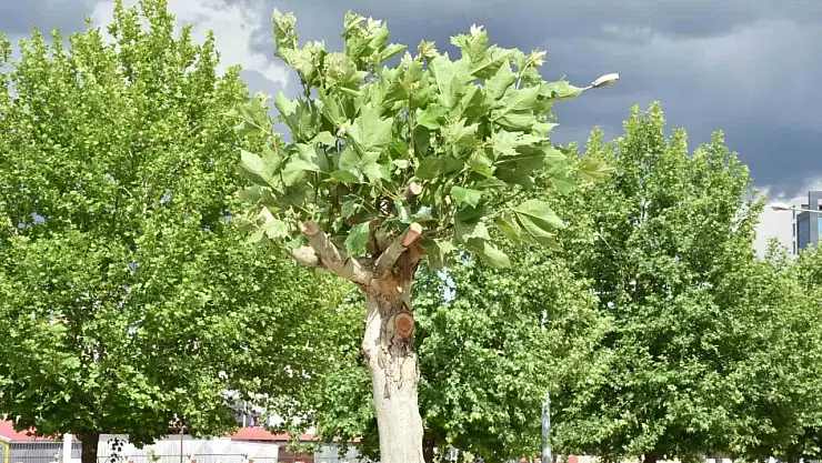Diyarbakır'da hastalık tespit edilen ağaçlar tedavi ediliyor