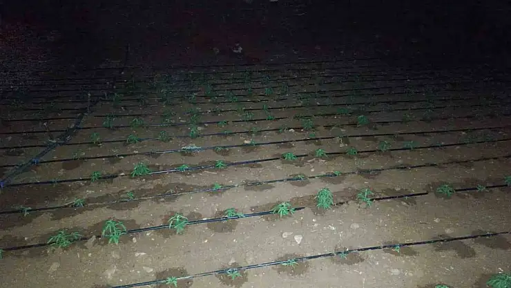 Diyarbakır'da kenevir tarlasını damlama sistemiyle suladılar