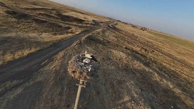 Diyarbakır'da leylekler yuvalarına döndü