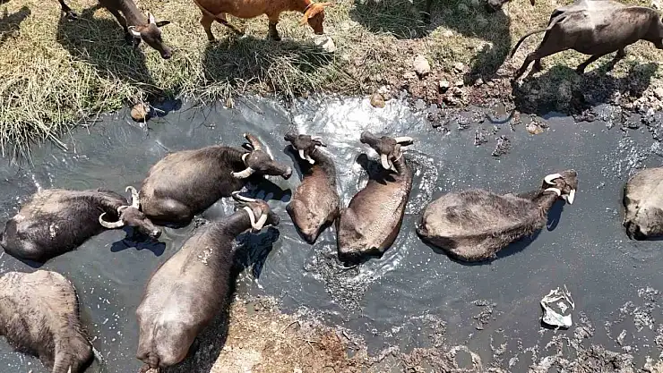 Diyarbakır'da mandaların su banyosu dronla görüntülendi