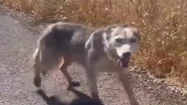 Diyarbakır'da melez kurdu evcil köpek çağırır gibi çağırdılar