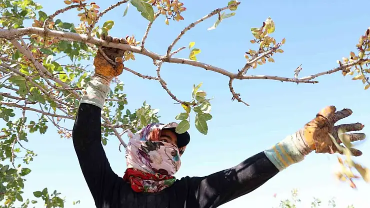 Diyarbakır'da mevsimlik işçilerin sıcak havada fıstık hasadı devam ediyor