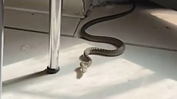 Diyarbakır'da mutfağa giren yılanı gören kedi zıpladı