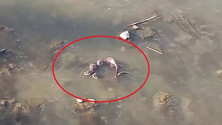 Diyarbakır'da nesli tehlike altında olan yavru 'su samurları' görüntülendi