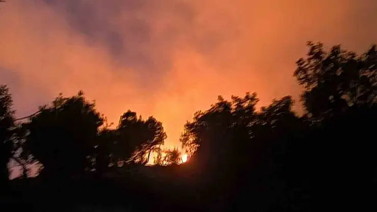 Diyarbakır'da ormanlık alanda çıkan yangın söndürüldü