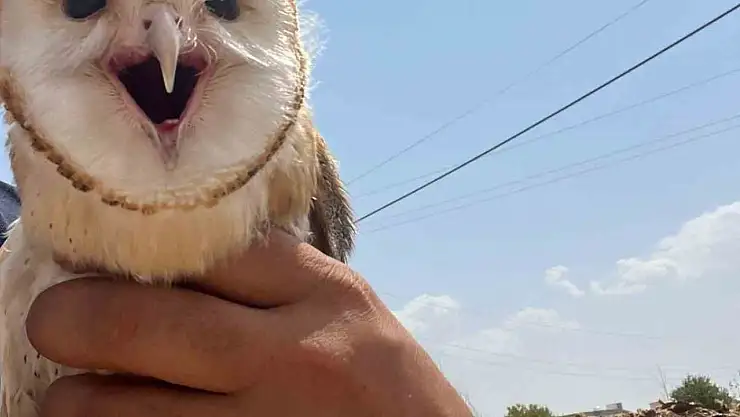 Diyarbakır'da sıcaktan bunalan peçeli baykuş eve sığındı