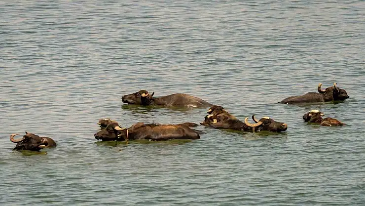 Diyarbakır'da sığır ve mandalar Kabaklı Gölü'nde serinliyor