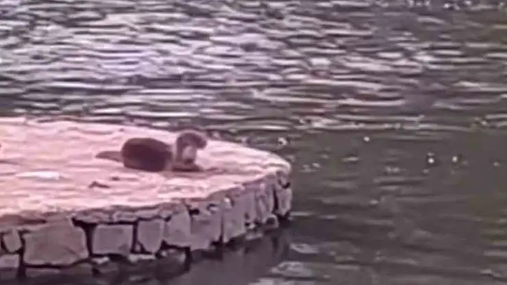 Diyarbakır'da su samuru ve yavrusu güneşlenirken görüntülendi