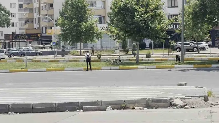 Diyarbakır'da sürü halinde gezen köpekler vatandaşları korkuttu
