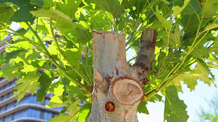 Diyarbakır'da tedavi edilen ağaçlar yeniden yeşerdi