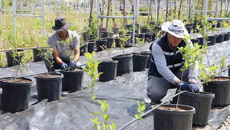Diyarbakır'da yaban mersini ve aronya üretimi için çalışma başlatıldı