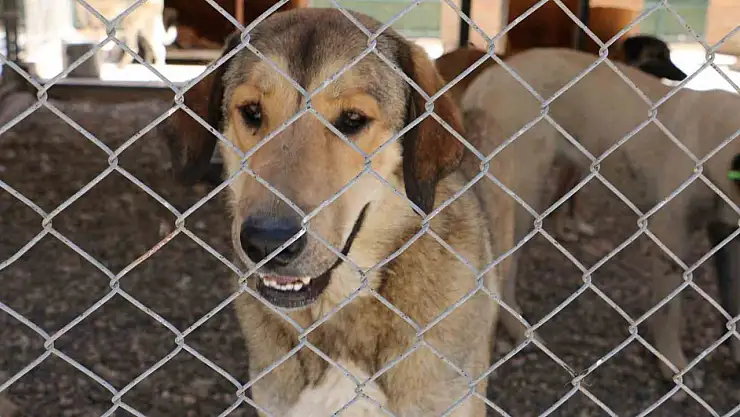 Diyarbakır hayvan bakımevi can dostlara şefkat eli uzatıyor