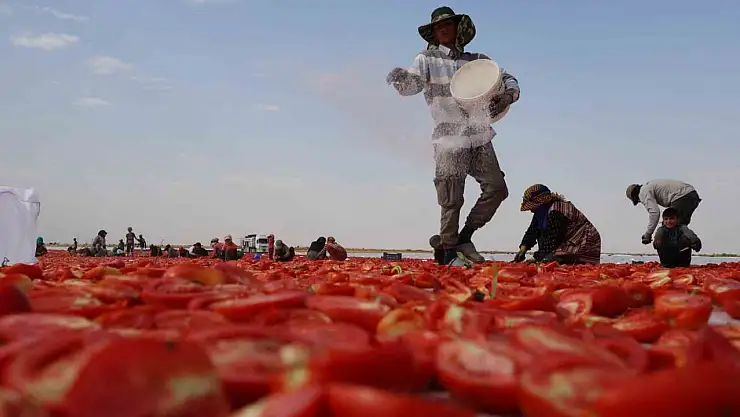 Diyarbakır'ın kavurucu sıcağı altında kurutulan domatesler Avrupa'ya ihraç ediliyor