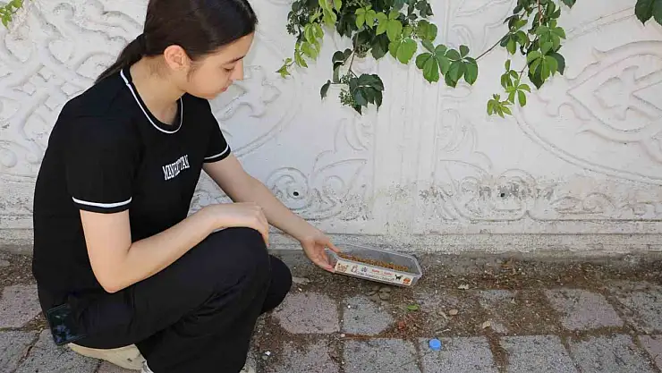 Diyarbakır'ın kavurucu sıcağında sokak hayvanları unutulmadı