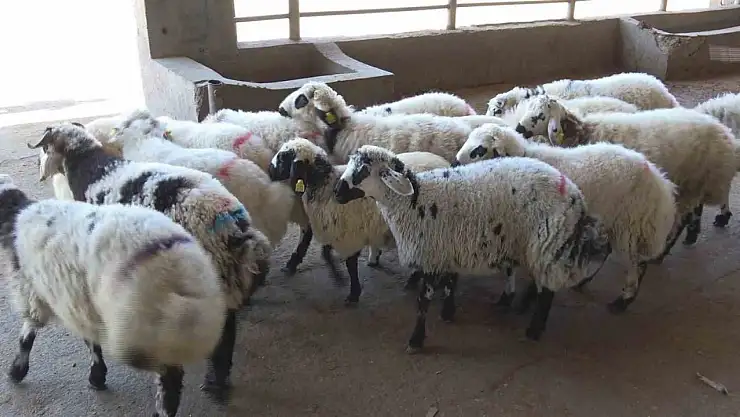 Diyarbakırlı kasaptan 'Kasaplık Belgesi olmayan bıçağı alıp çıkmasın' uyarısı