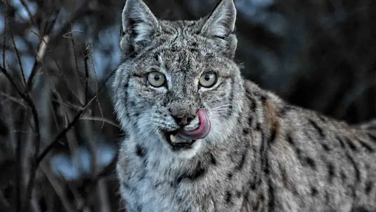 Doğa fotoğrafçısı, koruma altındaki vaşağı yakından görüntüledi