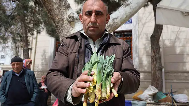 Doğal antibiyotik 'çiriş otu' tezgahlarda yerini aldı