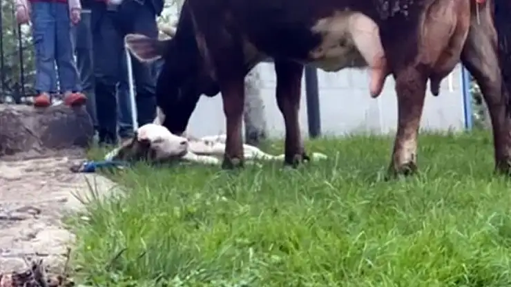 Doğum sancısı çeken ineği, belediye ekipleri doğurttu