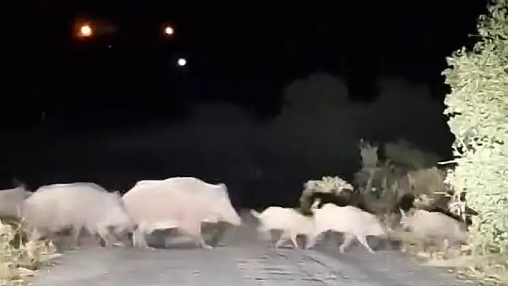 Domuz sürüsü köy yolunda görüntülendi