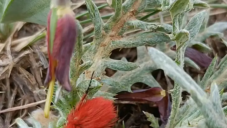 Dünyada sadece bu bölgede görülüyor: İki endemik tür aynı karede