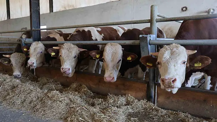 Elazığ Bölge Veterinerler Odası Başkanı Bulut: 'Şap hastası olan hayvanın kesilmesinde bir sakınca yoktur'