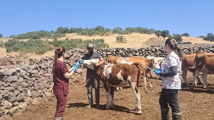 Elazığ büyükbaş hayvanlara yönelik  aşılama çalışması