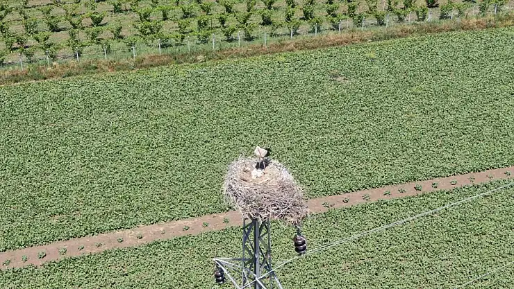 Elazığ'da 'leylekli köy' misafirlerini ağırlamaya devam ediyor