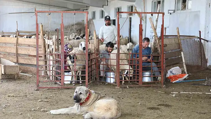 Elazığ'da 2024 yılında küçükbaş hayvancılığa 41 milyon lira destek sağlandı