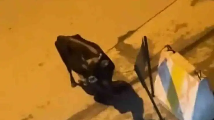 Elazığ'da 3 gündür hastane önünde bekliyor: Akıbeti merak ediliyor