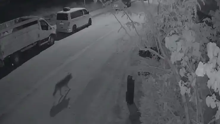 Elazığ'da aç kalan kurt, şehir merkezine indi