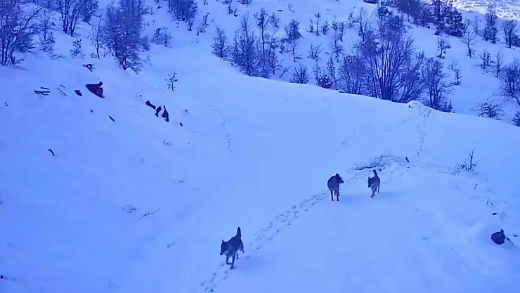 Elazığ'da aç kalan kurtlar köye indi