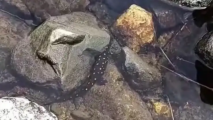 Elazığ'da Anadolu benekli semenderi görüntülendi