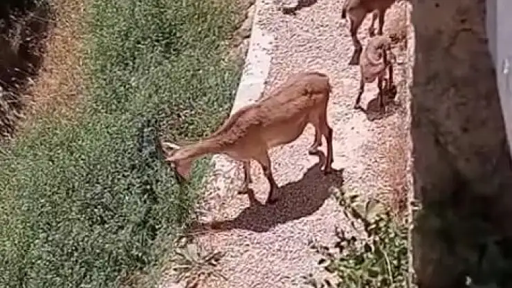 Elazığ'da anne ve yavru dağ keçileri yiyecek ararken görüntülendi
