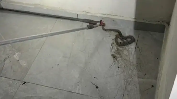 Elazığ'da apartmanda görülen yılan paniğe neden oldu