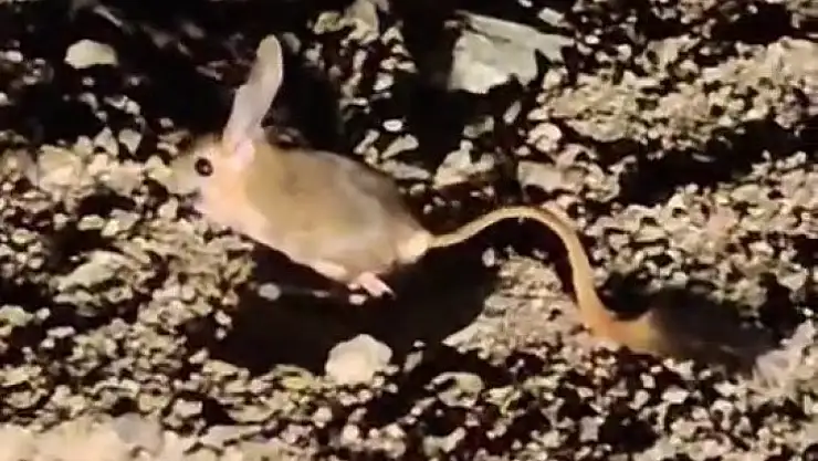 Elazığ'da Arap tavşanı görüntülendi