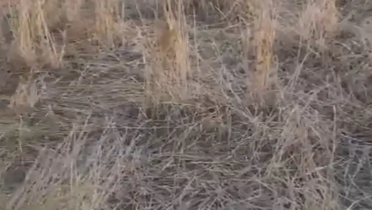 Elazığ'da araziler yaban domuzlarının istilasına uğradı