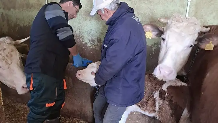 Elazığ'da aşı ve küpeleme çalışması