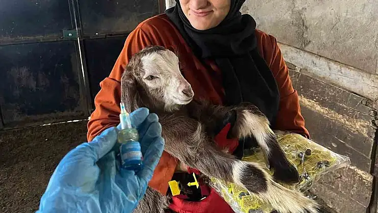 Elazığ'da aşı ve küpeleme çalışması